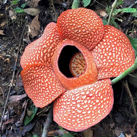 rafflesia flower